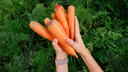 «Важно сделать всё вовремя»: когда выкапывать морковь и свеклу — отправляем их на правильное хранение