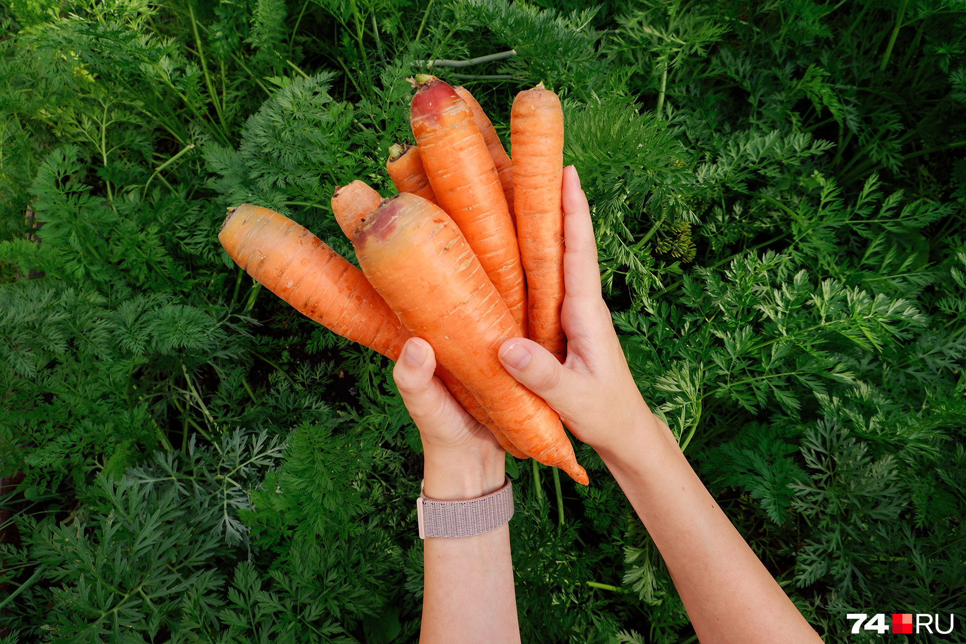 Роза из моркови – кулинарный рецепт