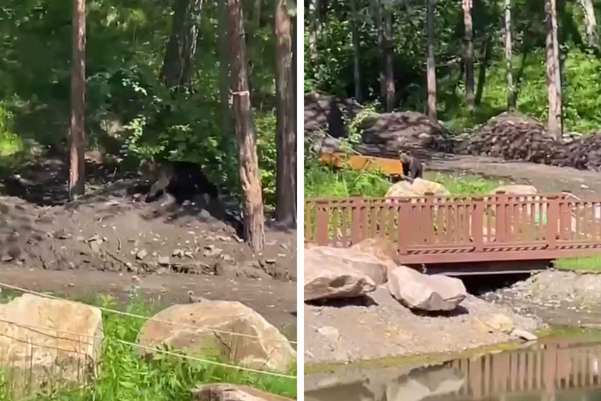 Медвежонок вышел к Серебряниковскому пруду в «Гремячей гриве». Посетителям пришлось прятаться в визит-центре
