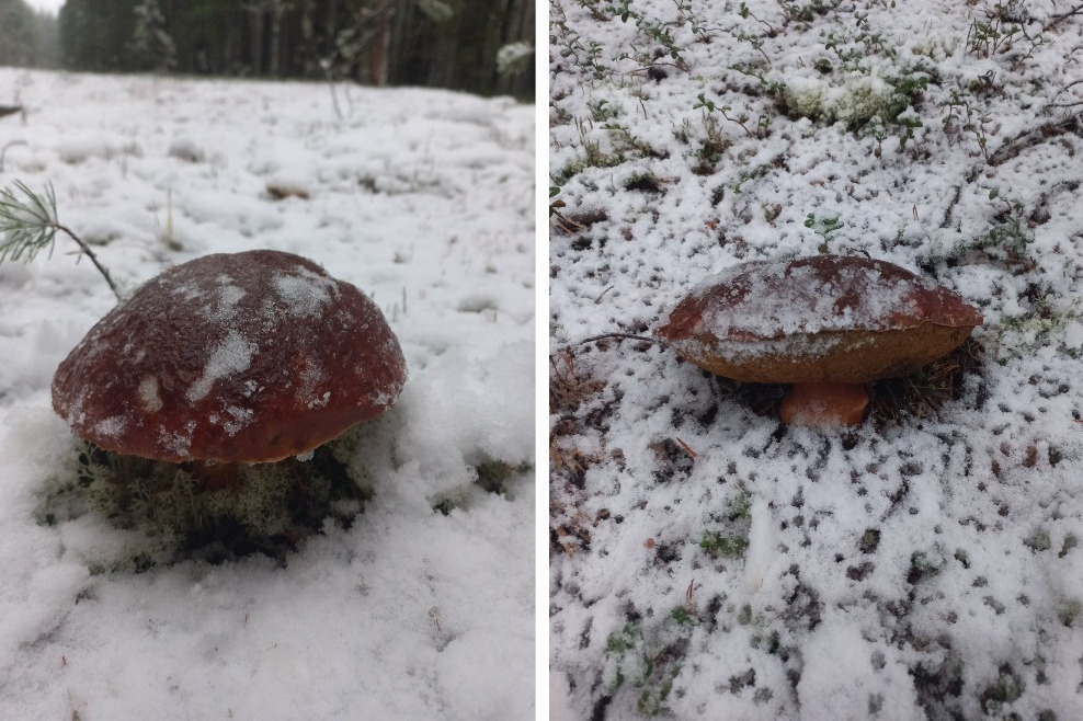 Этих занесенных снегом нашли в Пинежском районе, у деревни Явзора. «Друг собирал — грибы хорошие, плотные», — рассказывает Игорь