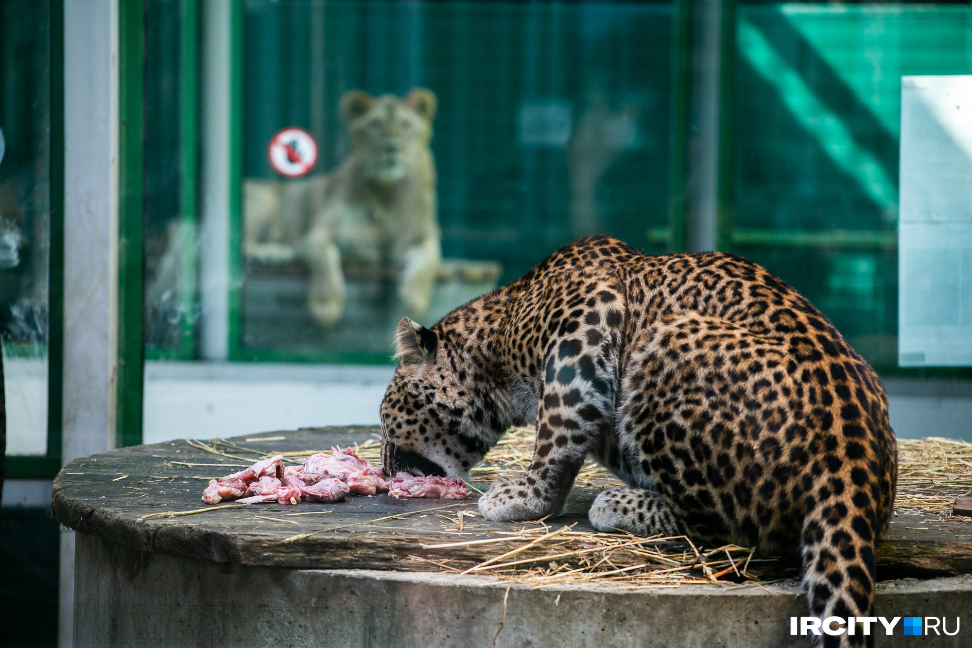 На фото — леопард Мао. Он появился в зоогалерее недавно, но занял место любимого леопарда Лёпы, который жил в зоогалерее с 2004 года и умер в прошлом году