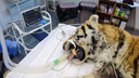 Тигр, пожиравший собак в Приморье, стал конфликтным из-за нападения человека — он в тяжелом состоянии