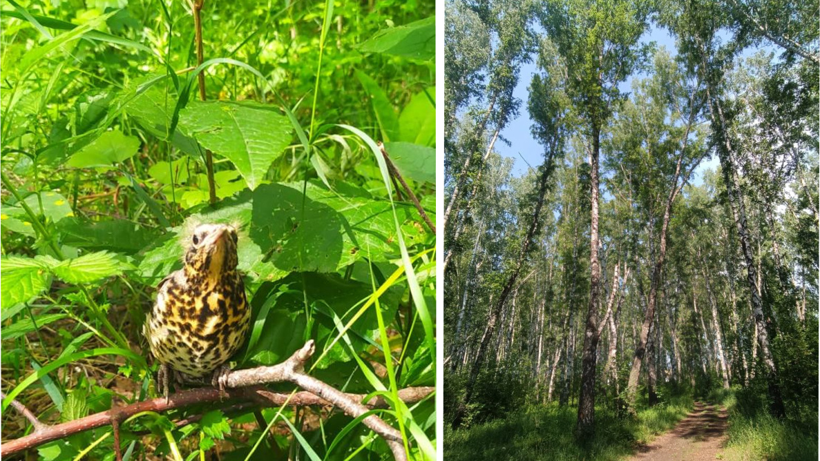 «Нужны деревья, а не бетонная коробка»: в Толмачево в грибном лесу хотят построить трехэтажный ДК — жители против вырубки