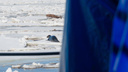 Добычу тюленя в Архангельской области могут возобновить