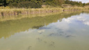 «Похоже на сброс химикатов». В резко помутневшей реке в Азовском районе всплыла мертвая рыба