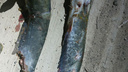 Искалеченных рыб-зомби в Приморье проверил Россельхознадзор