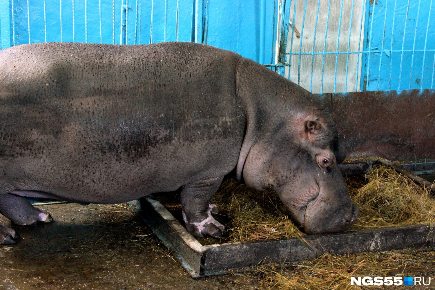 Большереченский зоопарк решил обжаловать 100-тысячный штраф за вольер бегемота