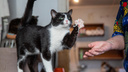 Кошку нашли на кухне в кафе в Барабинске — как наказали владельца