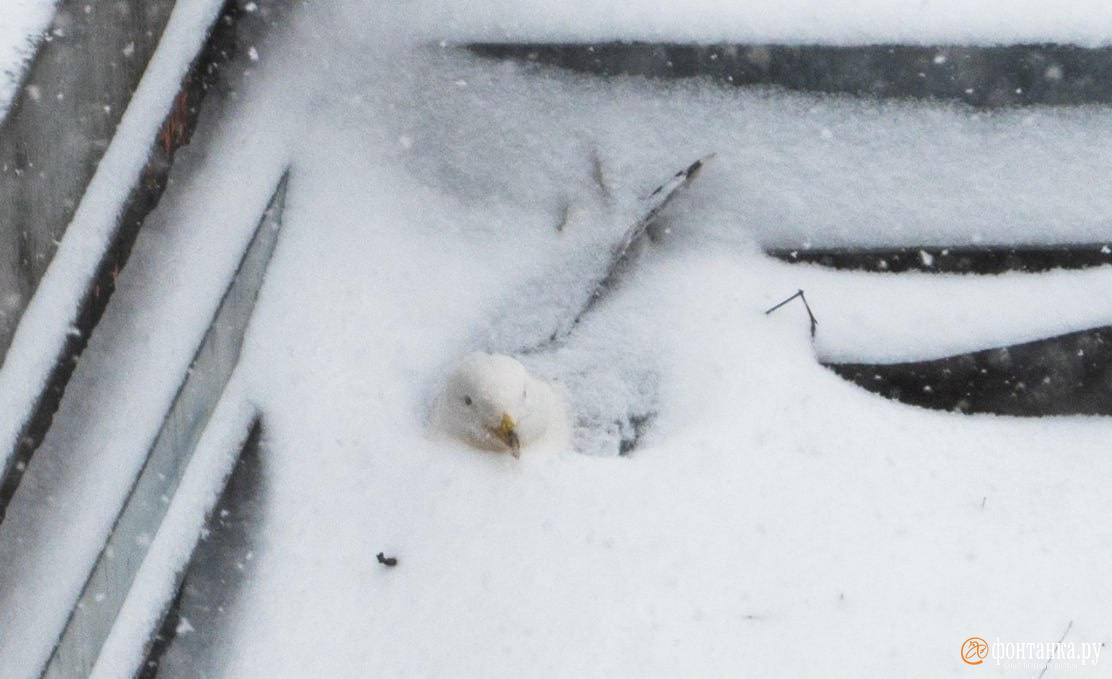 Искра жизни в центре снегопада. Петербургская чайка достойна титула «мать года»