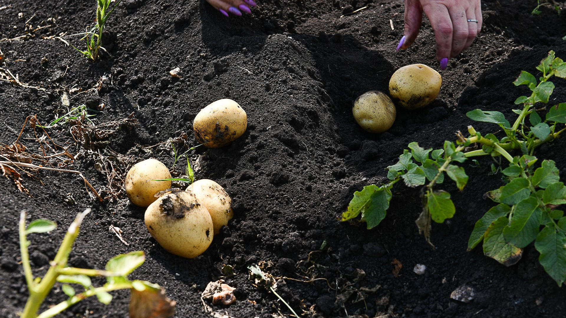 Скоро сажать картошку: какие удобрения нужно внести в каждую лунку и как выбрать самые вкусные сорта