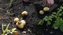 Скоро сажать картошку: какие удобрения нужно внести в каждую лунку и как выбрать самые вкусные сорта