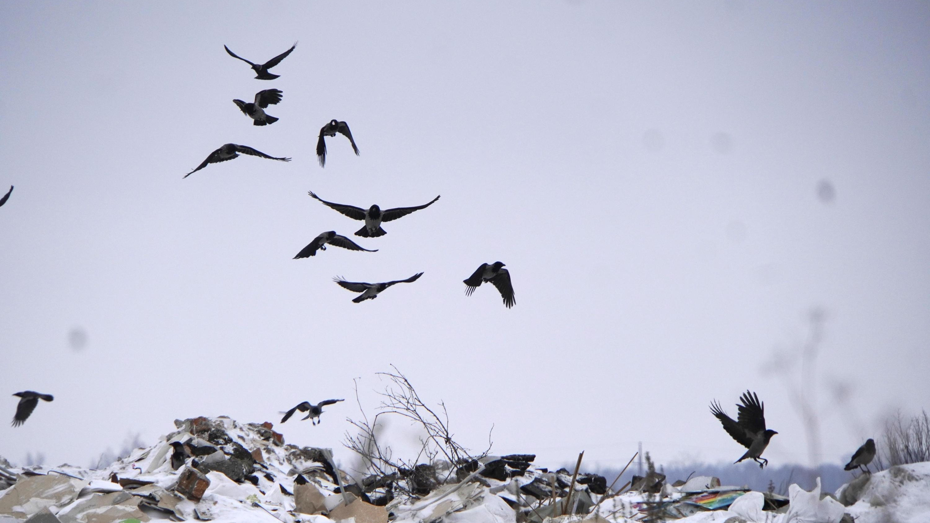 На островах Архангельска рекультивируют незаконные свалки. Работы стоят больше миллиарда рублей