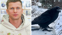 «Он залаял — поняли, что наш»: как нашли сбежавшего ручного ворона актера Романа Курцына