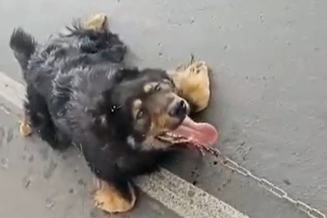 Собаку, которую машина тащила по дороге, отдали новым хозяевам в Забайкалье