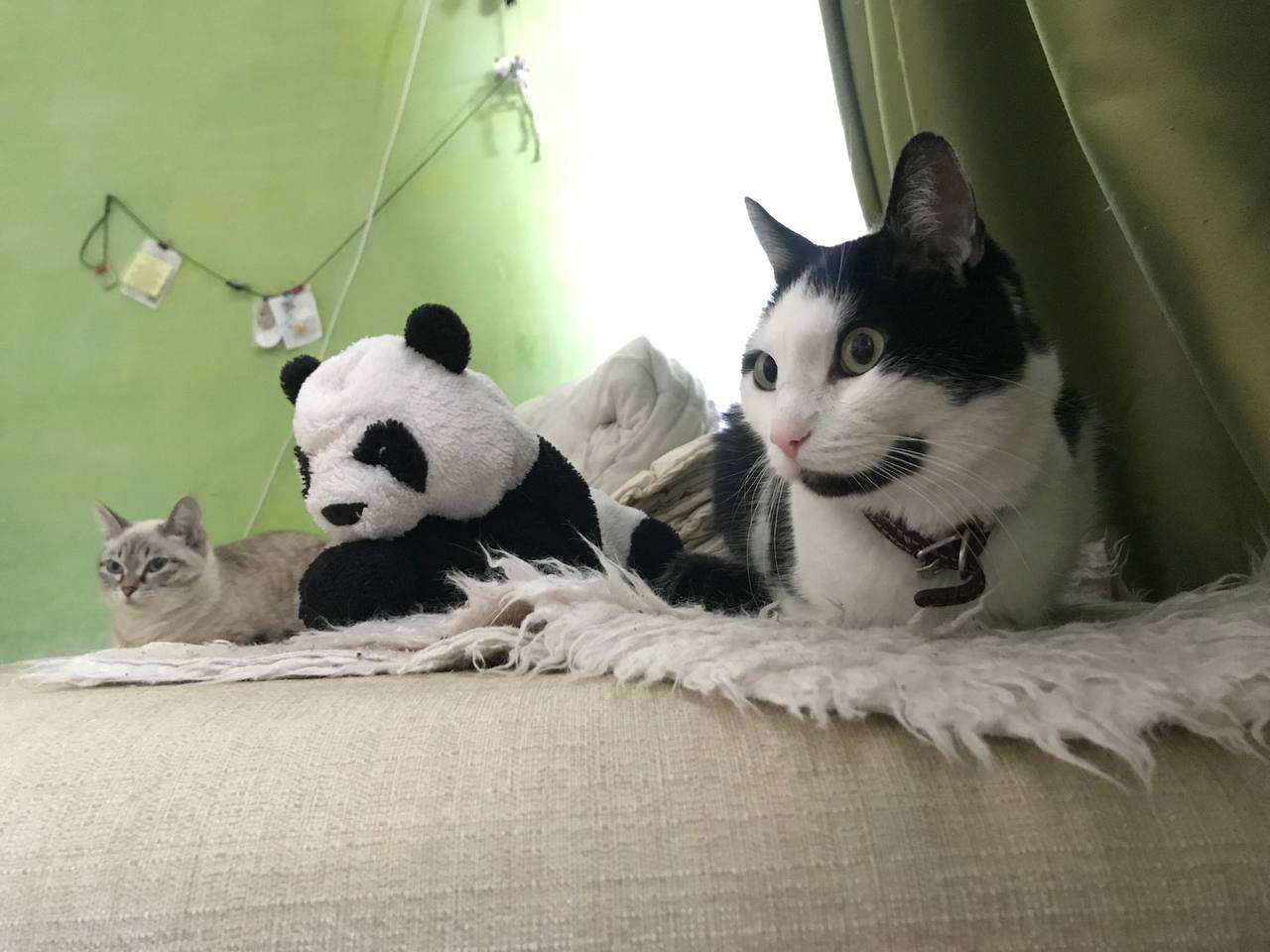 Животный мир удивителен: черно-белый кот Лембит мимикрирует под большую панду