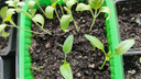 «Берегите корни»: когда пикировать перцы и баклажаны и как это делать, чтобы не потерять растения