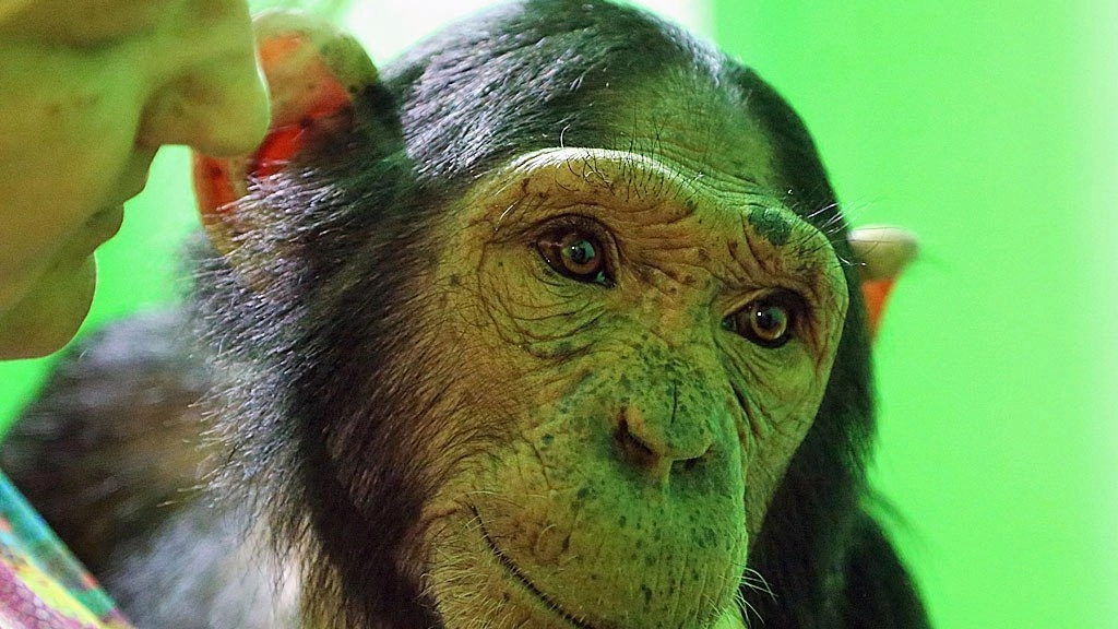 «Думает, что она человек»: удивительная история шимпанзе Леи из Иркутской зоогалереи