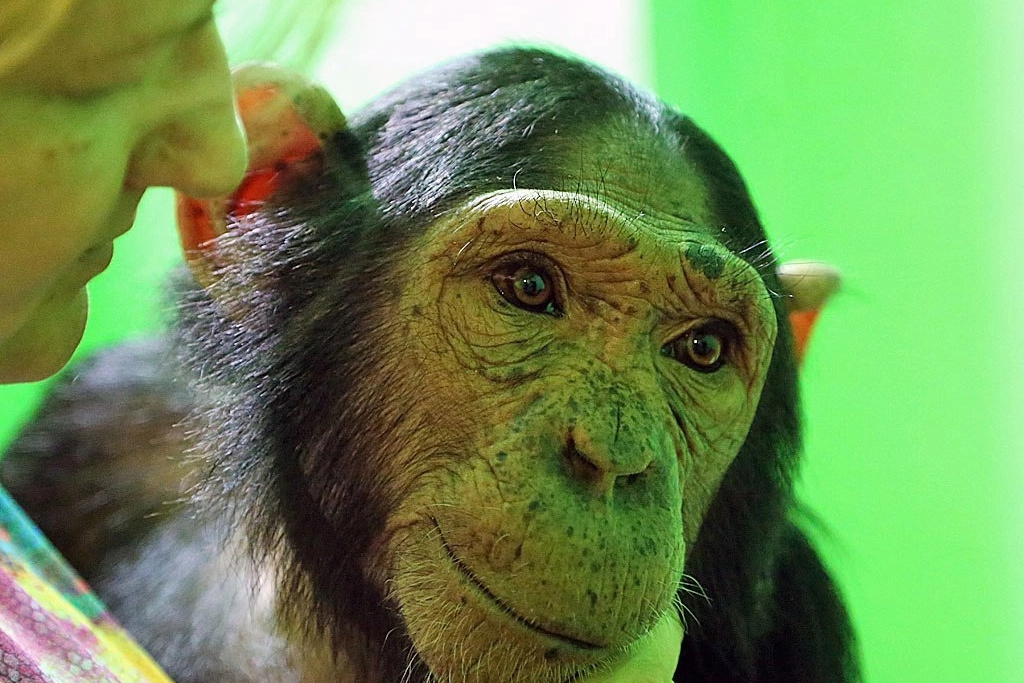 Иркутская зоогалерея: единственная в Иркутской области шимпанзе Лея  отметила 12 день рождения — ее история - 29 июля 2023 - ИРСИТИ.ру