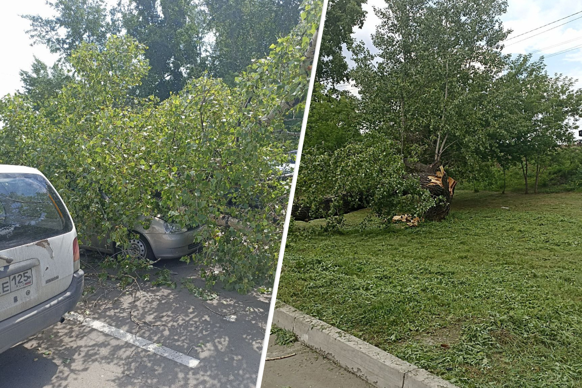 «Поврежден салон полностью»: дерево упало и «тотально» уничтожило машину на острове Татышев
