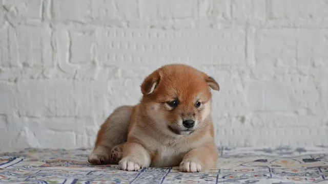 Прелестный пушистик: в Новосибирской области продают щенка сиба-ину — за собаку просят больше 100 тысяч