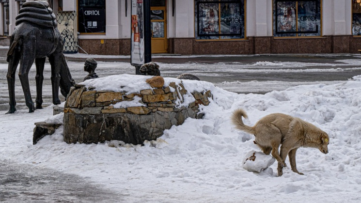 «Речь не только о чистоте улиц»: Ирина Гехт — о челябинцах, которые не убирают за собаками