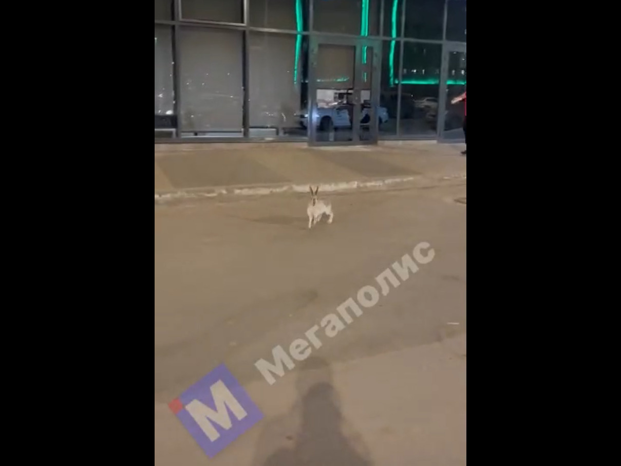 Росприроднадзор прокомментировал видео с зайцем в Купчино и объяснил, почему он не может выскочить из света фар