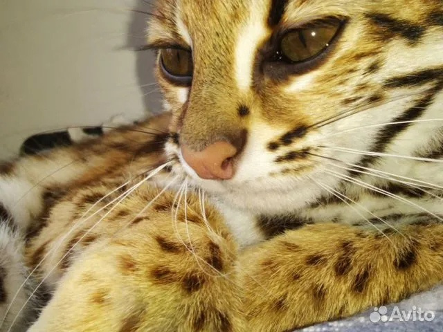 Котят азиатской леопардовой кошки продают в Новосибирске по 148 000 рублей