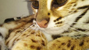 Котят азиатской леопардовой кошки продают в Новосибирске по <nobr class="_">148 000</nobr> рублей