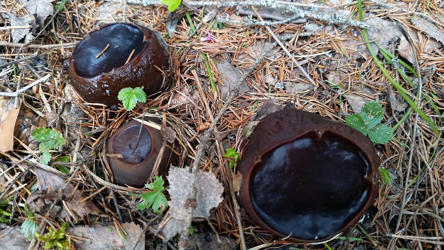 Удивительно, но и это тоже грибы. Их еще называют «ведьмин котел». С таким названием это точно что-то ядовитое?