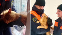 «Деблокирование кота»: новосибирские спасатели сняли экшн с рыжим зверем, который застрял в проеме окна