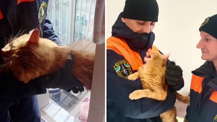 «Деблокирование кота»: новосибирские спасатели сняли экшн с рыжим зверем, который застрял в проеме окна