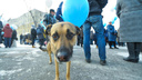 Кто будет ловить бездомных собак во Владивостоке в 2024-м? Власти выбрали исполнителя