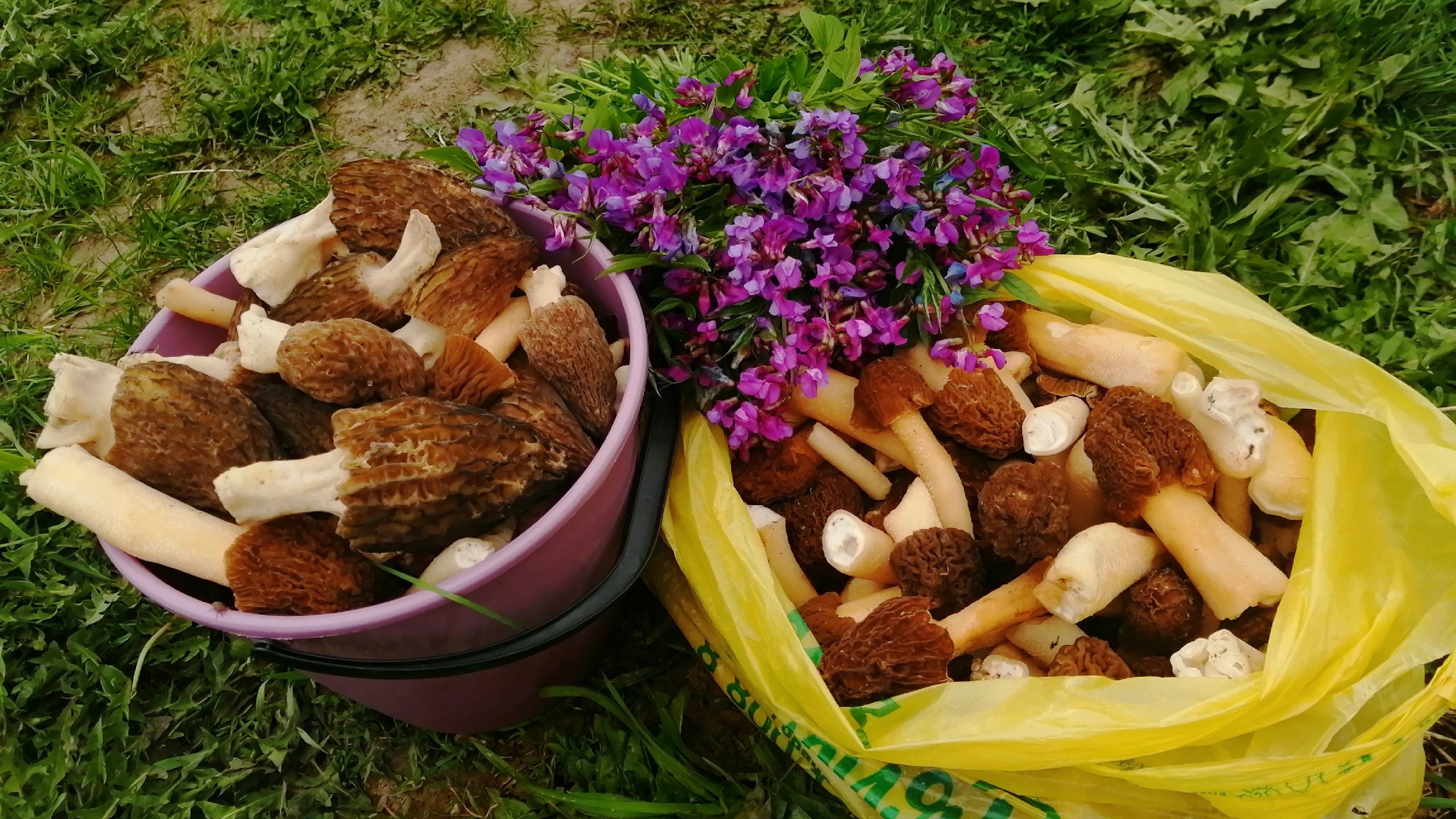 Везут из леса ведрами и мешками: новосибирцы делятся урожаем сморчков — фото корзинок