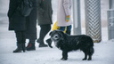 Приют «Аристократ» не возвращает собак жительнице Уссурийска — она вышла на пикет