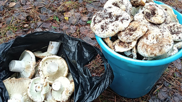 «Это что-то с чем-то!»: жительница Зауралья набрала в ноябре три ведра грибов