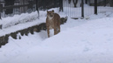 Африканские гепарды вышли на прогулку, чтобы порезвиться в снегу, — милое видео из Новосибирского зоопарка
