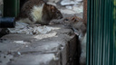 Лезут из всех щелей: сколько жалоб на крыс зафиксировали в Самарской области
