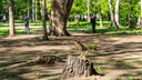 Вырубили уже <nobr class="_">790 деревьев</nobr> и продолжают. Как в Новосибирске исчезает «Березовая роща» — гуляем по кладбищу пней