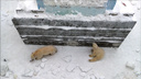 Отдыхает от материнских обязанностей: медведица Герда спряталась на айсберге в Новосибирском зоопарке