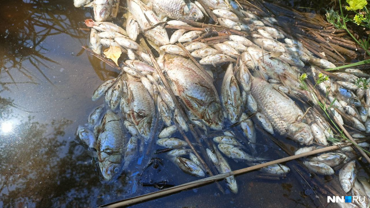 Нижегородцы заявили о массовой гибели рыбы в Автозаводском районе — фото