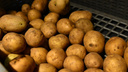 Цена росла полтора месяца: власти Самары рассказали, когда подешевеет картофель