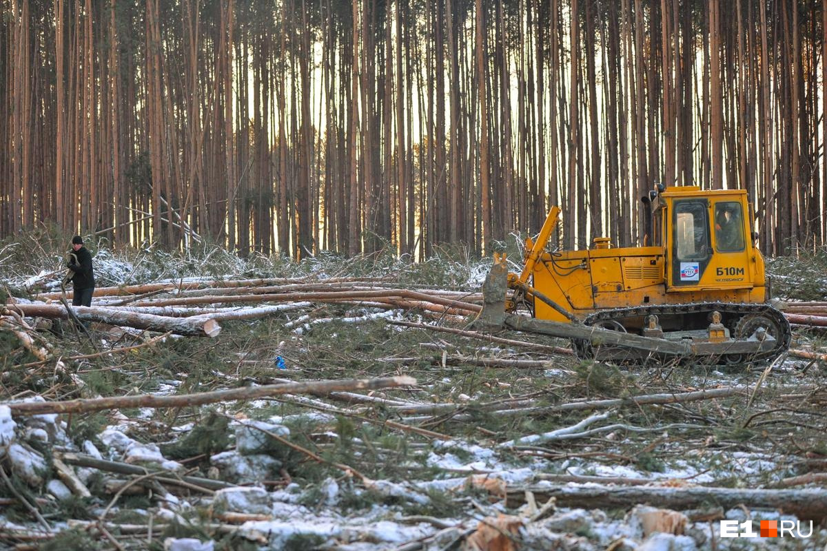 экология россии вырубка лесов. площади рубок. площади рубок. сплошная рубка леса. площади рубок.