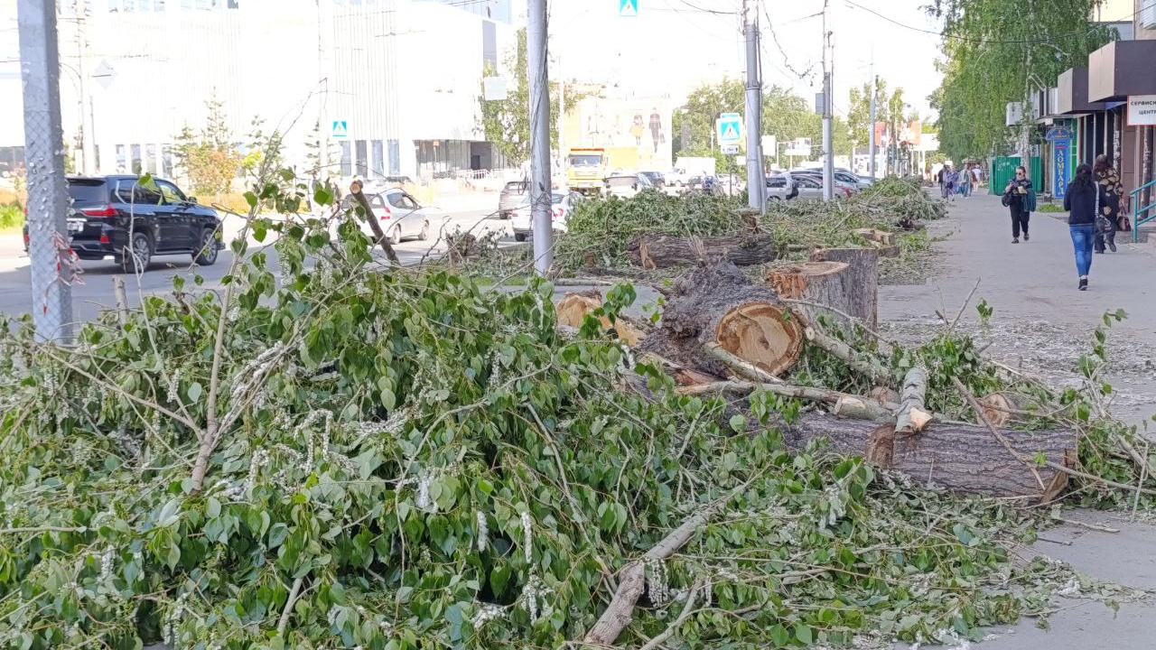Остались только пни: на улице Ватутина массово срубили деревья