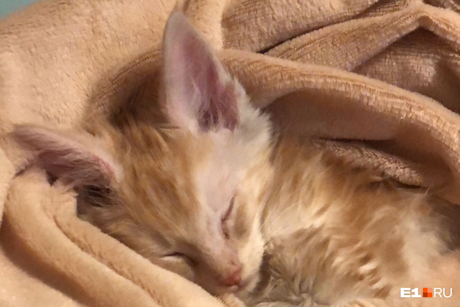 зверька разбор 3. алгоритм разбора слова. морфологический разбор имени существительного 4 класс памятка. зверька разбор 3. звуко-буквенный анализ слова.