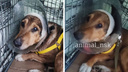 «Молча испытывает боль»: в Новосибирске нашли собаку с огромными ожогами — ей ампутируют ухо
