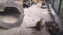 Выдры охотились на воробьев, но, увидев гостей, схватили камушки — забавное видео из Новосибирского зоопарка