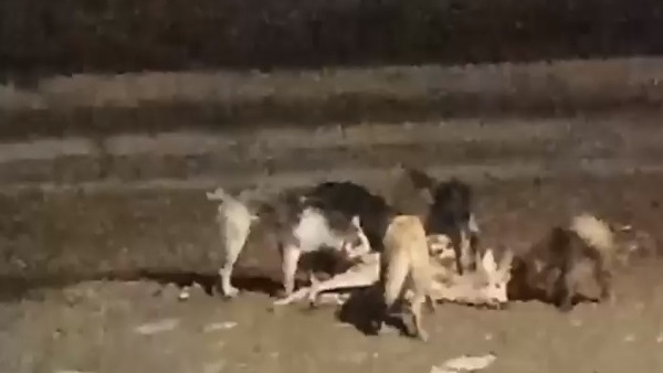 В поселке под Челябинском стая бездомных собак разорвала косулю