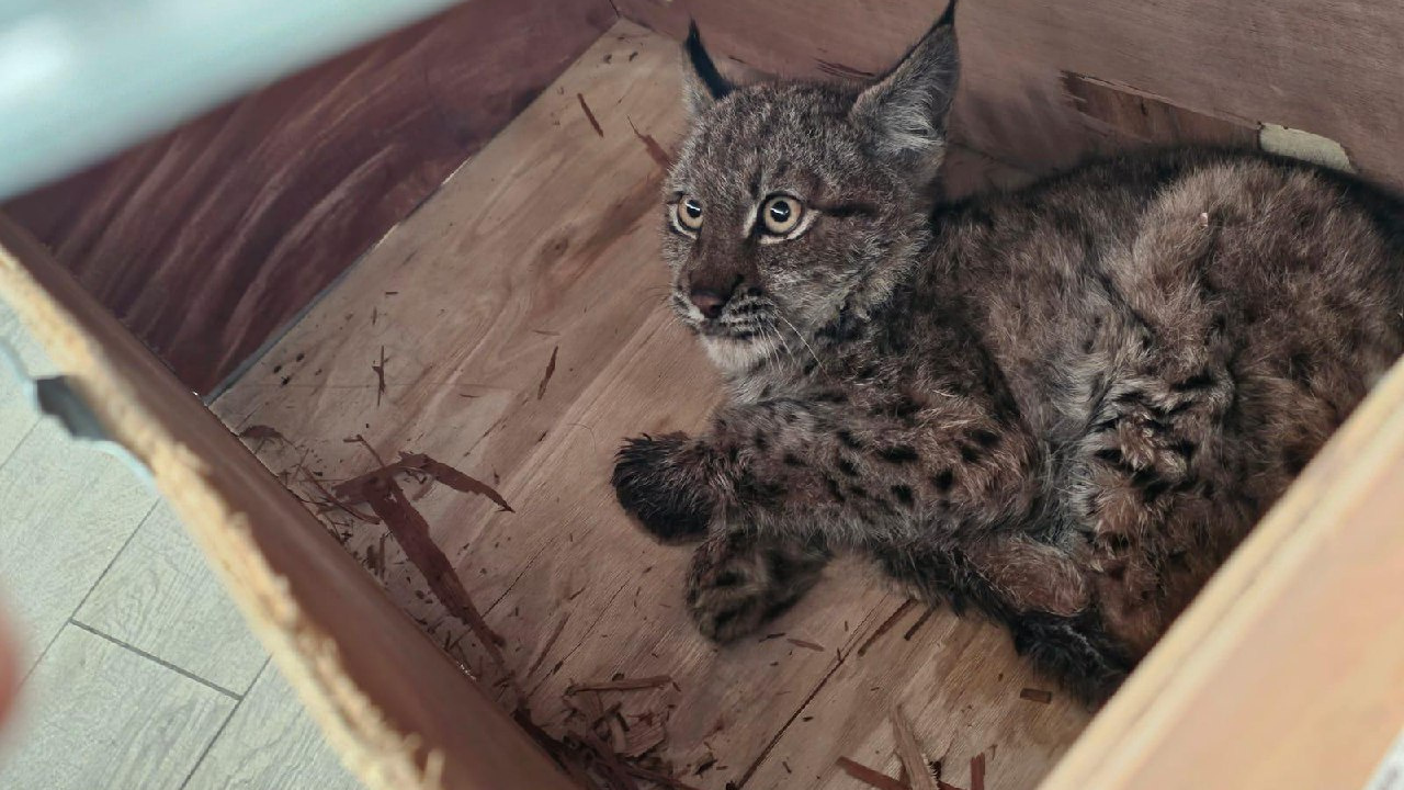 Алтайские охотники спасли детеныша рыси — полугодовалая кошка потеряла маму и могла погибнуть