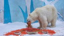 В Новосибирском зоопарке медвежата Белка и Стрелка отпраздновали день рождения — смотрим фото