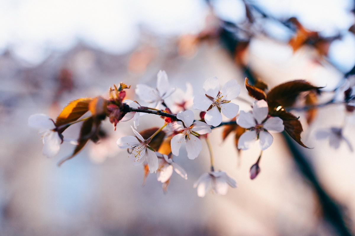 «Фонтанка» побывала в Ботаническом саду, чтобы полюбоваться цветением сакуры. Посмотрите, как распускаются первые цветки